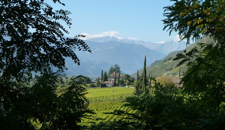 terlan ost weinberge