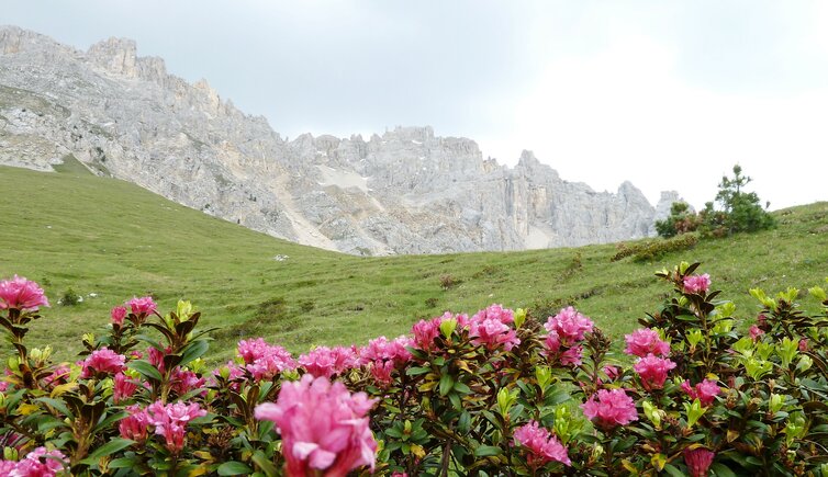 latemar weg nr alpenrosen