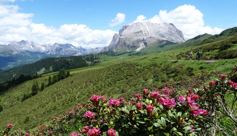 seiser alm almrosen wiesen feld alpenrosen