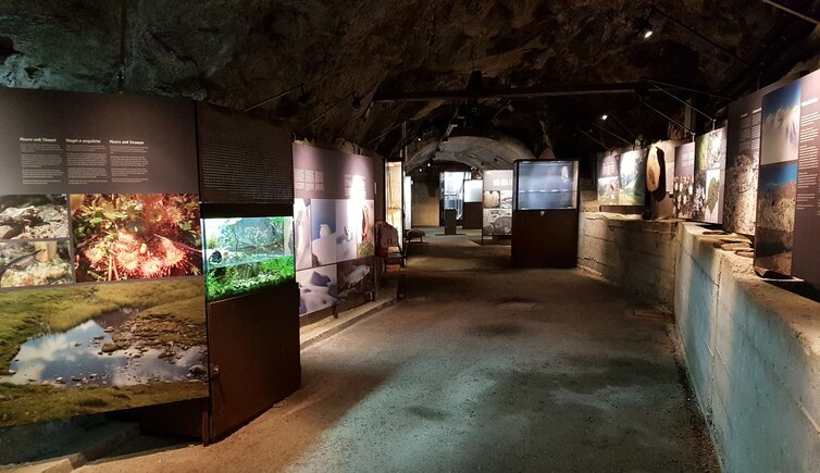 Bunker Mooseum Ausstellung