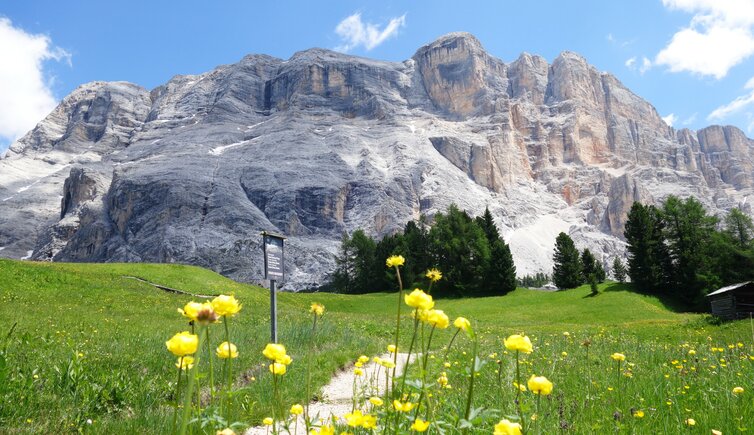 col de tramesc blick auf heiligkreuzkofel und trollblumen