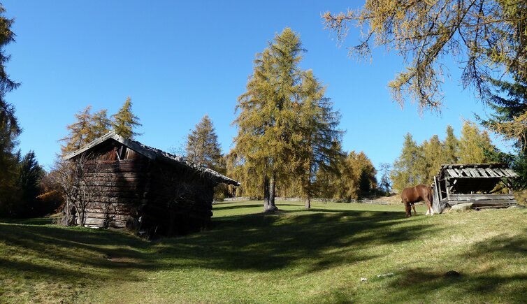 laerchenwiesen am salten herbst pferd