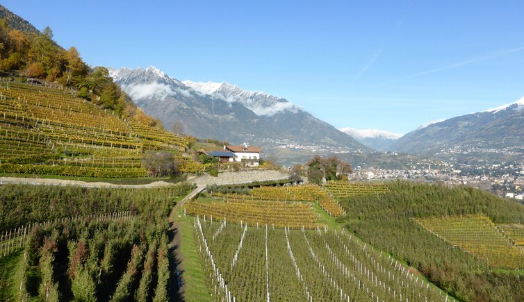 herbst weinberge suedlich von marling