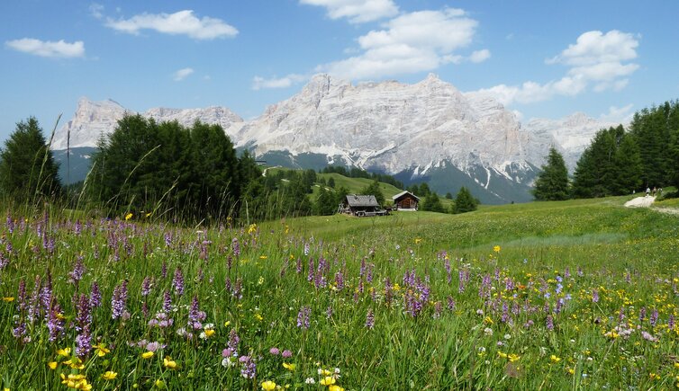 wiesen am weg zum piz sorega dahinter fanesgruppe