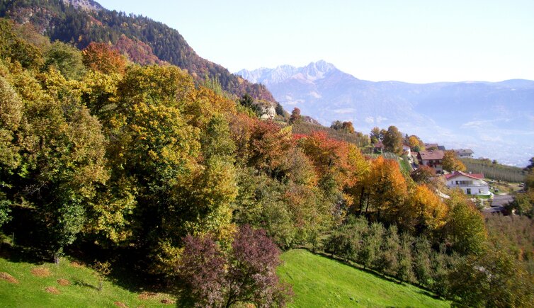 partschins vertigen wald herbst