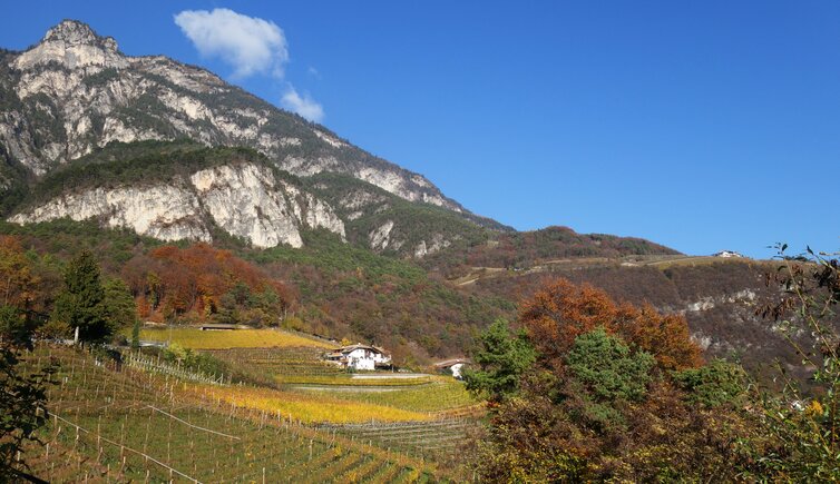 weinreben herbstlandschaft bei hofstatt kurtatsch