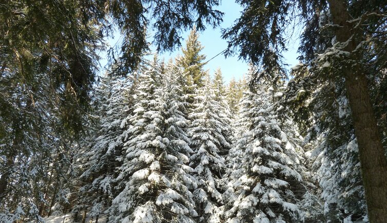 wanderweg durch wald winter schnee baum baeume