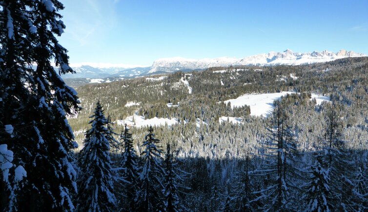 winter wald schlern und rosengarten