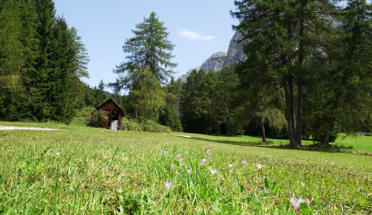 wiesen bei altprags am weg