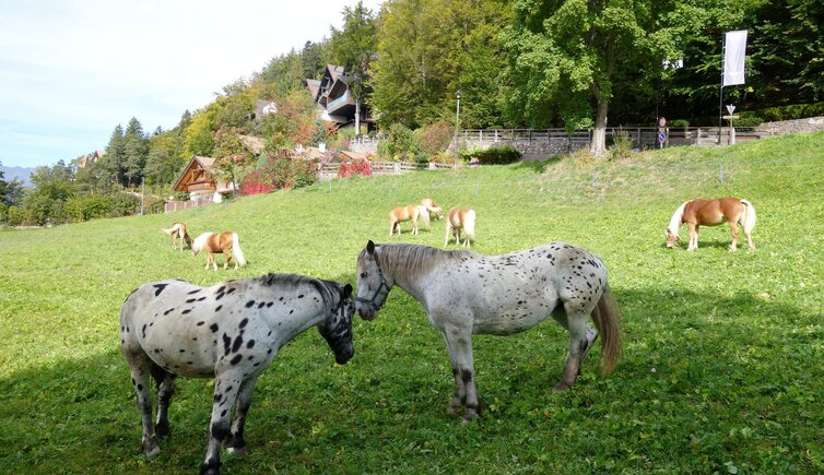 pferde bei st kathrein