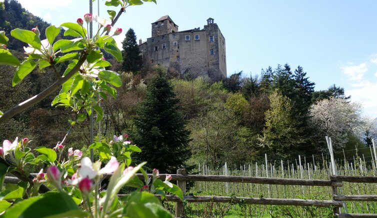 schloss dornsberg tarantsberg