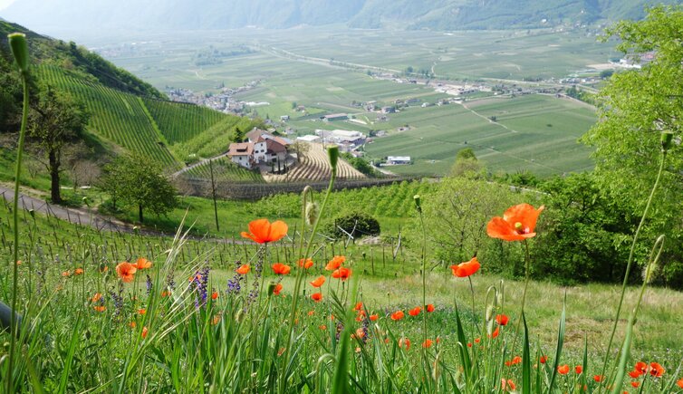 fruehling bluehender mohn am burgstaller hoefeweg