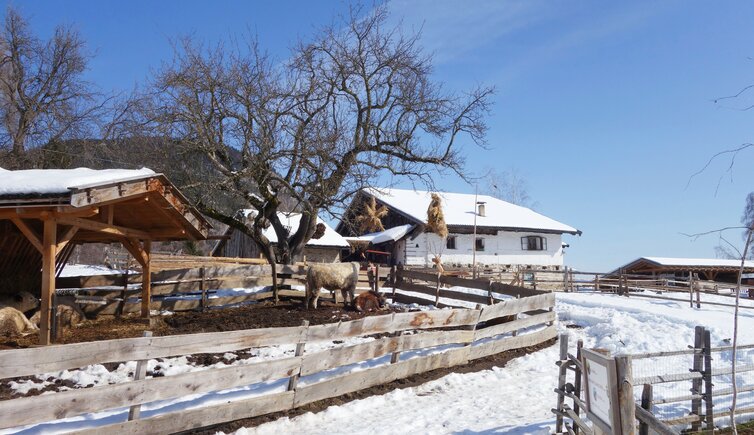 Rainguthof Gfrill Winter Panorama