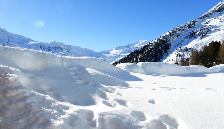 zufallspitze monte cevedale winter von der peder stieralm aus