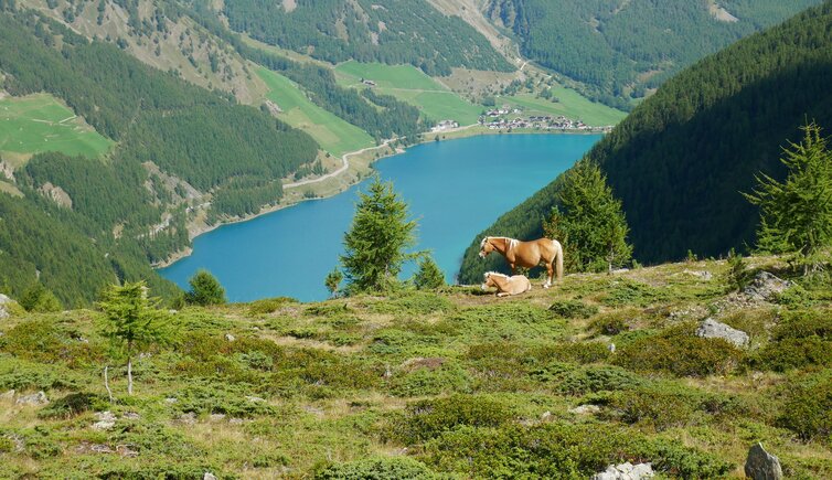 blick auf vernagtsee vernagter stausee haflinger pferde