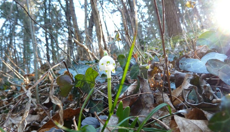 fruehlingstal maerzenbecher sonne