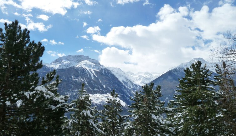 winterwald bei allitz tanas dahinter laaser orgelspitze winter