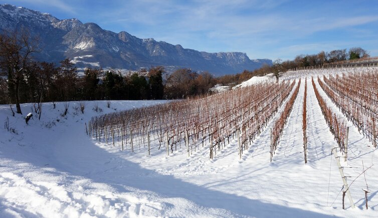 winter weinberg bei montan castelfeder weinstrasse