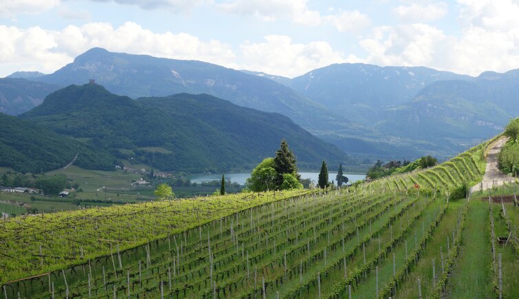 kaltern weinberge blick richtung kalterer see