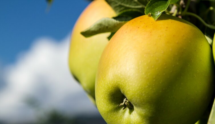 obst apfel suedtirol