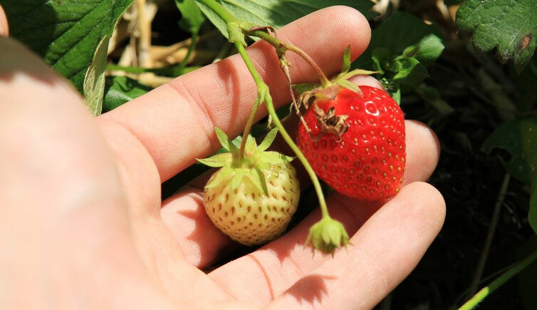 Vinschgau Martelltal Ennewasser Erdbeeren