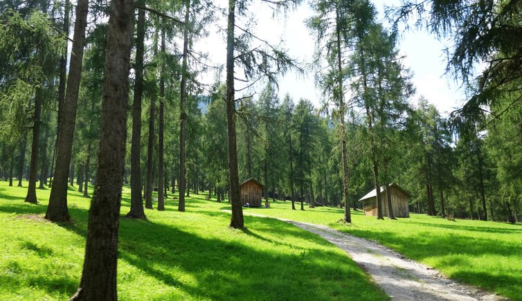 laerchenwiesen im eingang des innerfeldtales