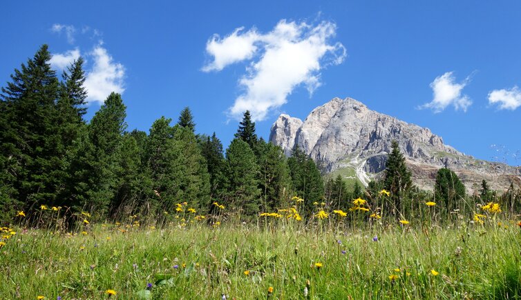 wiesen unter dem wuerzjoch blick auf peitlerkofel