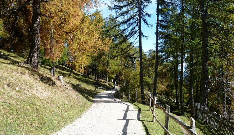 vigiljoch forstweg herbst