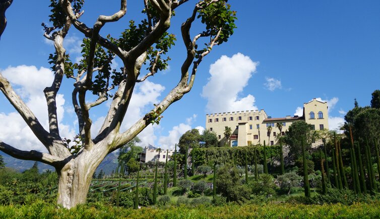 Botanische Gaerten von Trauttmansdorff Baum Schloss Trauttmansdorff