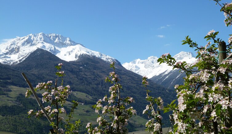 obstbluete und laaser orgelspitz