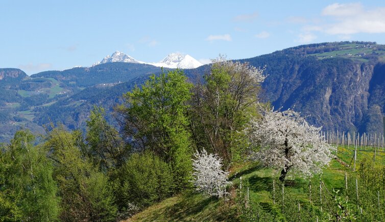 fruehling bei sirmian dahinter sarntaler alpen ifinger