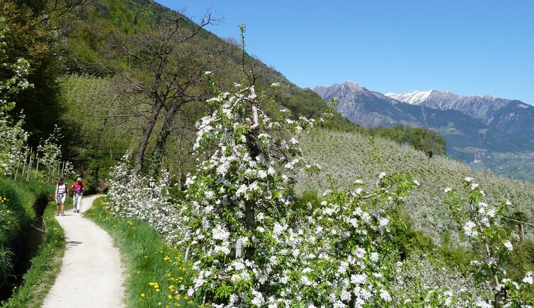 marlinger waalweg apfelbluete