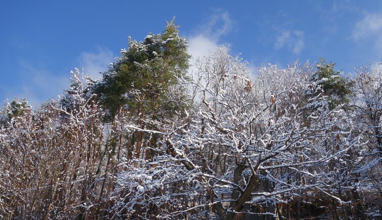 schnee auf baum laubwald