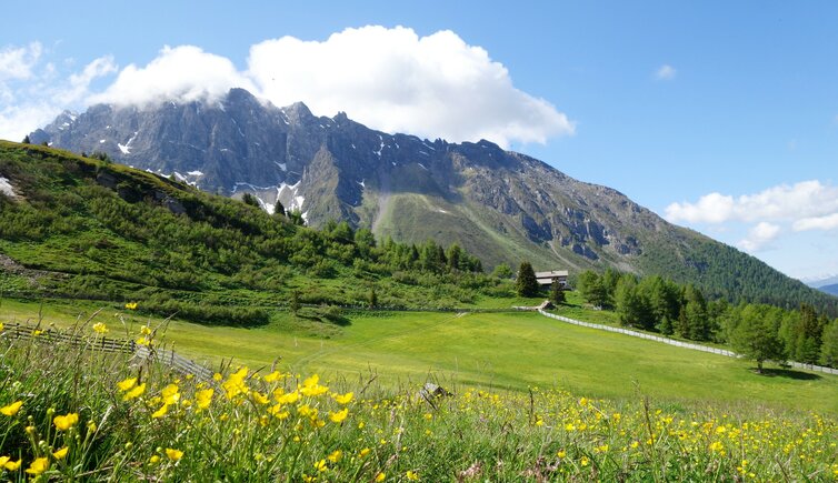 zirogalm enzianhuette almwiesen dahinter daxspitze