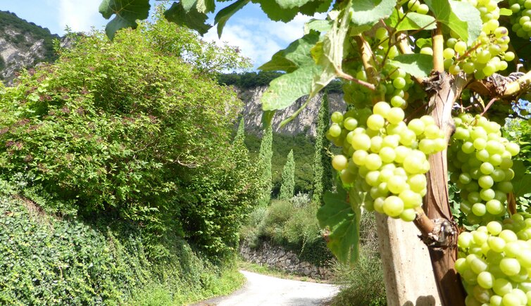 weinlehrpfad bei margreid