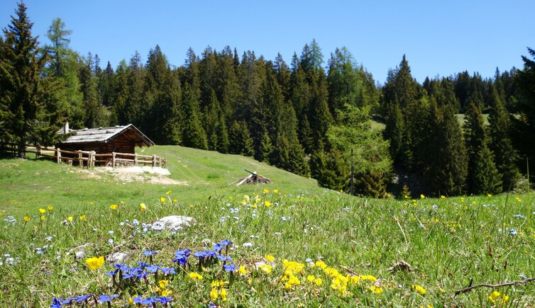 tillbergalm tillhuette tillhittl fruehling