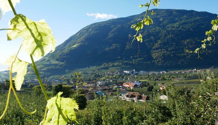 rebenlandschaft am burgenweg oberhalb von algund und mitterplars