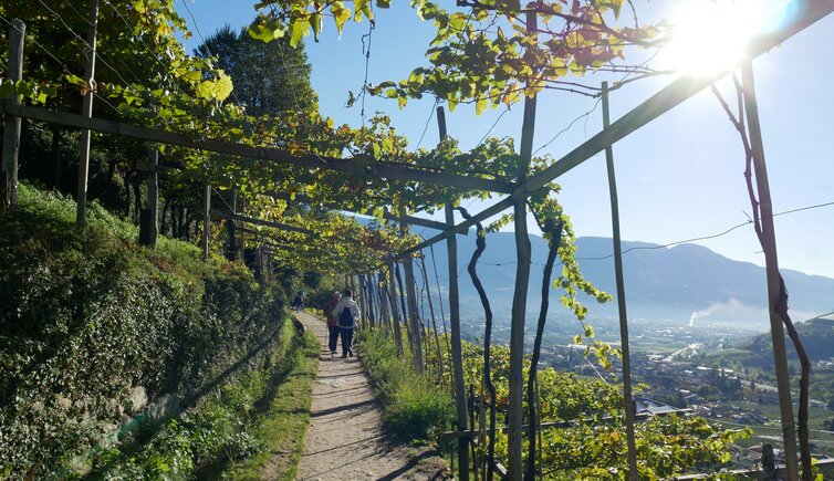 algunder waalweg herbst weinreben wanderer