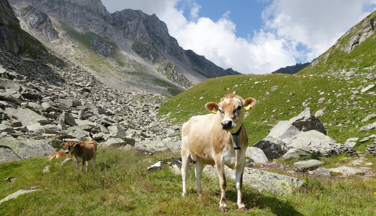 kuehe am weg aufstieg tristensee