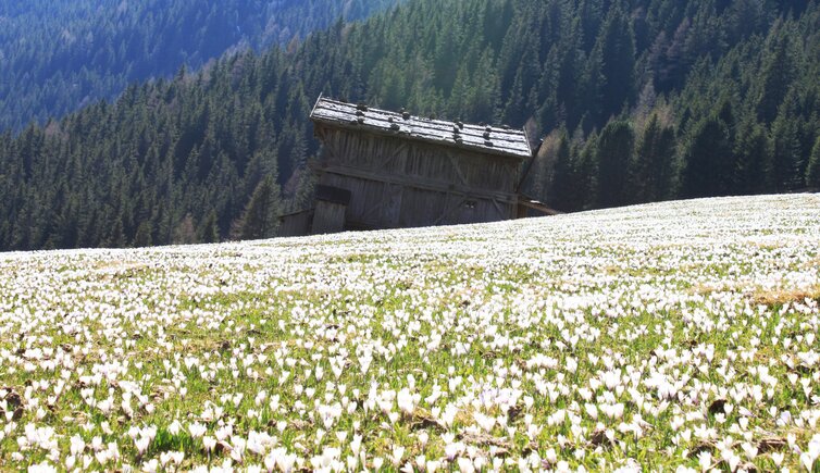 Durnholz Seeb Alm