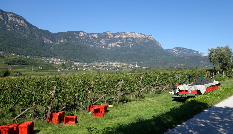 weinlandschaft bei kaltern weinlese wimmen