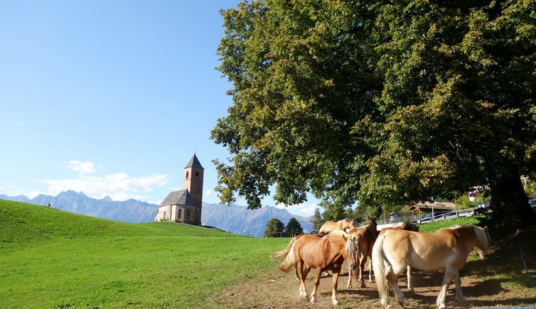 st kathrein bei hafling und haflinger zucht pferde