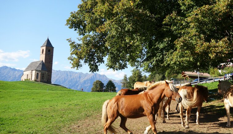 st kathrein bei hafling und haflinger zucht pferde