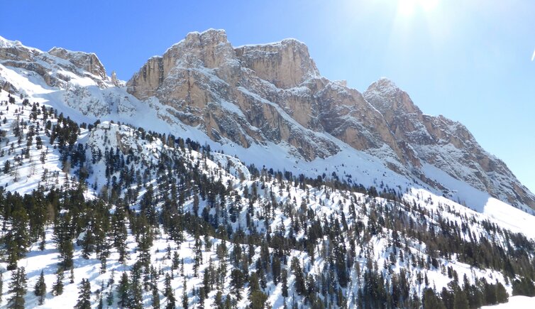 stevia im winter