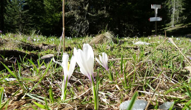 unterholz lichtung fruehlingsblumen nahe felixer weiher