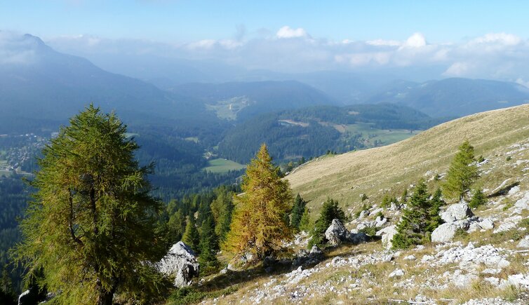 herbst wald unter dem rosengarten