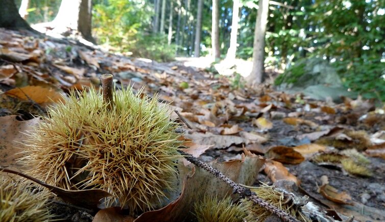 kastanien am wanderweg toell quadrat