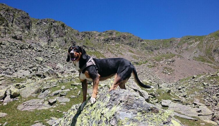 weg latzfonser kreuz hund