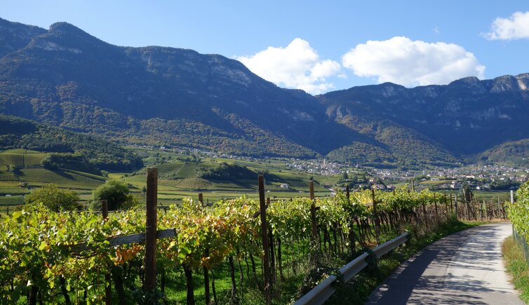 weinberge bei kaltern im herbst