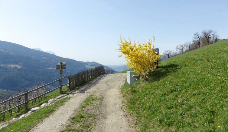 kastanienweg bei feldthurns fruehling